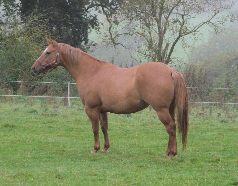 Quarter Horse mare, Miss Pretty Bliss